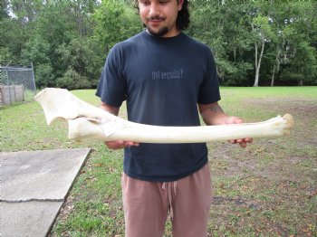 African Giraffe Radius Bone with Ulna (31.5") for $159.99
