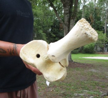 African Giraffe Radius Bone with Ulna (31.5") for $159.99