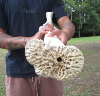 African Giraffe Radius Bone with Ulna (31.5") for $159.99
