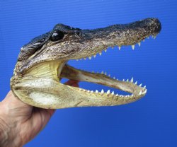 8-1/4 inches Americ...