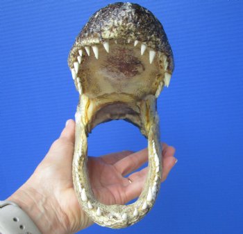 8-1/4 inches American Alligator Head from 5 foot Gator - Buy this one for $19.99