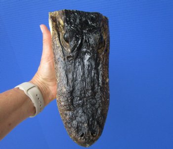 8-1/4 inches American Alligator Head from 5 foot Gator - Buy this one for $19.99