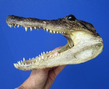 8-1/4 inches American Alligator Head from 5 foot Gator - Buy this one for $19.99