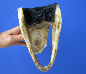 8-1/4 inches American Alligator Head from 5 foot Gator - Buy this one for $19.99