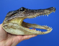 7-5/8 inches Americ...