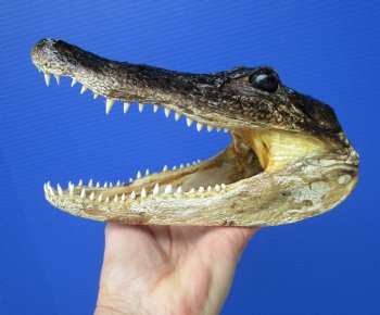 7-5/8 inches American Alligator Head from 4 foot Gator - Buy this one for $19.99