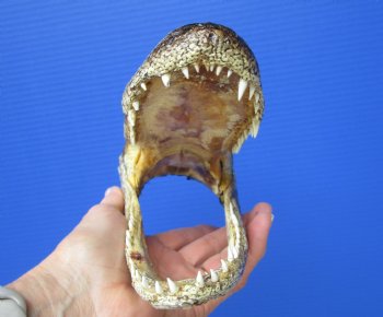 7-5/8 inches American Alligator Head from 4 foot Gator - Buy this one for $19.99