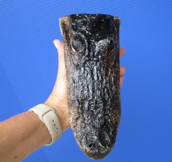 7-5/8 inches American Alligator Head from 4 foot Gator - Buy this one for $19.99