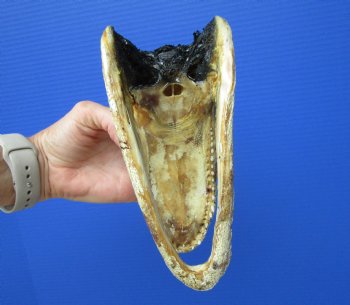 7-5/8 inches American Alligator Head from 4 foot Gator - Buy this one for $19.99
