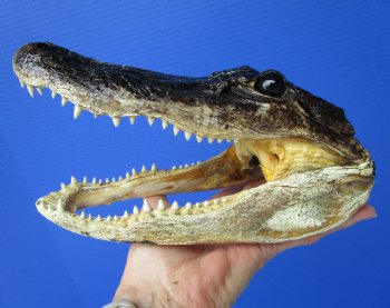 8 inches American Alligator Head from 5 foot Gator - Buy this one for $19.99