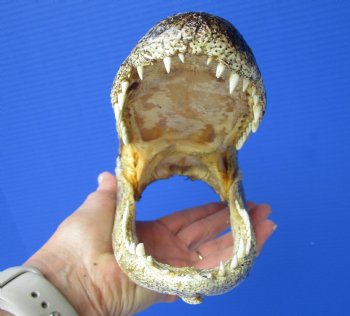8 inches American Alligator Head from 5 foot Gator - Buy this one for $19.99