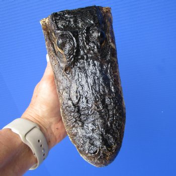 8 inches American Alligator Head from 5 foot Gator - Buy this one for $19.99