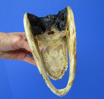 8 inches American Alligator Head from 5 foot Gator - Buy this one for $19.99