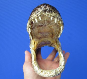 8 inches American Alligator Head from 5 foot Gator - Buy this one for $19.99
