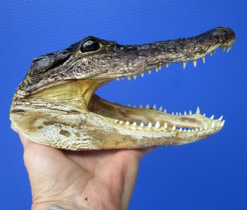 8 inches American Alligator Head from 5 foot Gator - Buy this one for $19.99