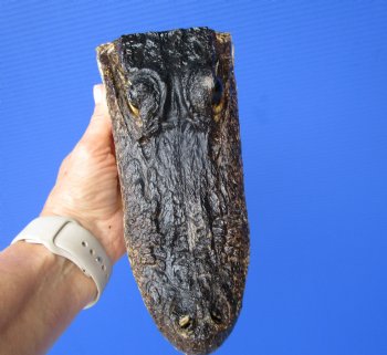 8 inches American Alligator Head from 5 foot Gator - Buy this one for $19.99