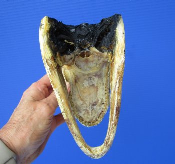 8 inches American Alligator Head from 5 foot Gator - Buy this one for $19.99