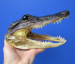 8-1/4 inches American Alligator Head from 5 foot Gator - Buy this one for $19.99