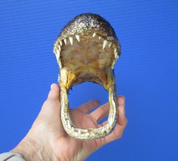 8-1/4 inches American Alligator Head from 5 foot Gator - Buy this one for $19.99