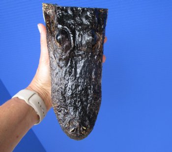 8-1/4 inches American Alligator Head from 5 foot Gator - Buy this one for $19.99