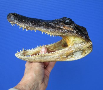 8-1/4 inches American Alligator Head from 5 foot Gator - Buy this one for $19.99