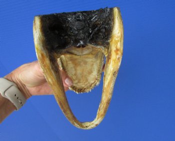 8-1/4 inches American Alligator Head from 5 foot Gator - Buy this one for $19.99