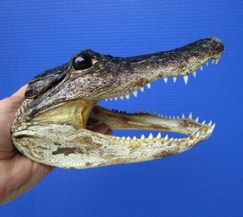 8 inches American Alligator Head from 5 foot Gator - Buy this one for $19.99