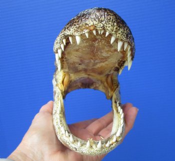 8 inches American Alligator Head from 5 foot Gator - Buy this one for $19.99