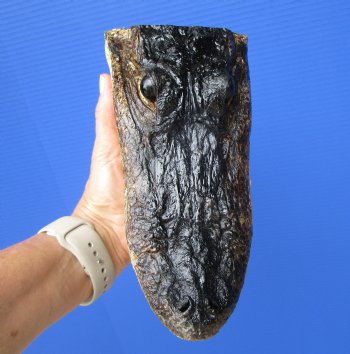 8 inches American Alligator Head from 5 foot Gator - Buy this one for $19.99