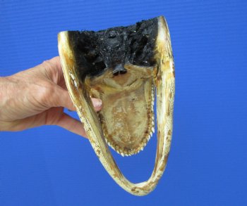 8 inches American Alligator Head from 5 foot Gator - Buy this one for $19.99