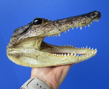 8 inches American Alligator Head from 5 foot Gator - Buy this one for $19.99