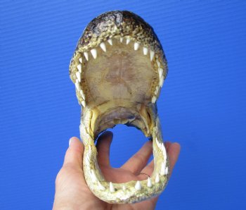 8 inches American Alligator Head from 5 foot Gator - Buy this one for $19.99