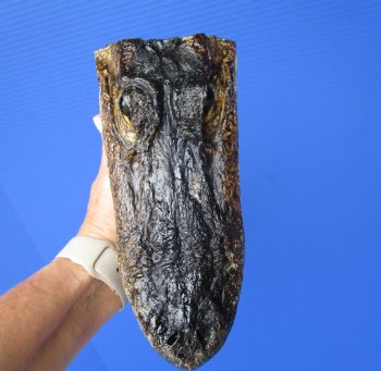 8 inches American Alligator Head from 5 foot Gator - Buy this one for $19.99