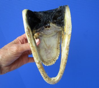 8 inches American Alligator Head from 5 foot Gator - Buy this one for $19.99