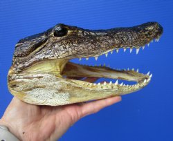8-1/4 inches Americ...