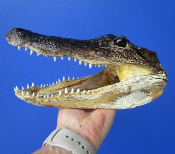 8-1/4 inches American Alligator Head from 5 foot Gator - Buy this one for $19.99