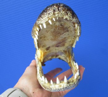 8-1/4 inches American Alligator Head from 5 foot Gator - Buy this one for $19.99