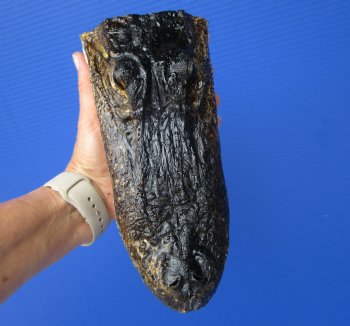 8-1/4 inches American Alligator Head from 5 foot Gator - Buy this one for $19.99