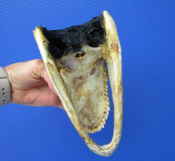 8-1/4 inches American Alligator Head from 5 foot Gator - Buy this one for $19.99