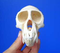 Male Vervet Monkey Skull,  (4" x 2-3/8") CITES P-000044854 - $169.99