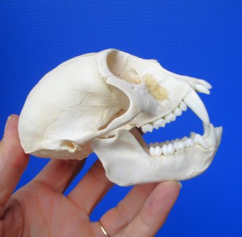 Male Vervet Monkey Skull,  (4" x 2-3/8") CITES P-000044854 - $169.99