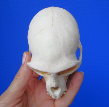Male Vervet Monkey Skull,  (4" x 2-3/8") CITES P-000044854 - $169.99