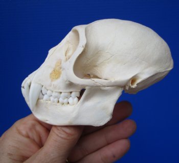 Male Vervet Monkey Skull,  (4" x 2-3/8") CITES P-000044854 - $169.99
