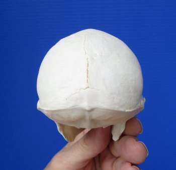 Male Vervet Monkey Skull,  (4" x 2-3/8") CITES P-000044854 - $169.99