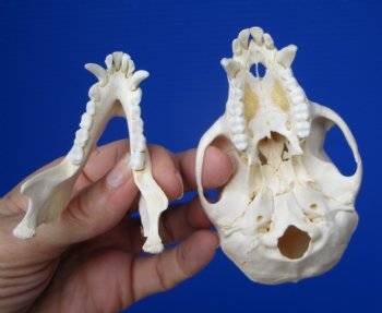 Male Vervet Monkey Skull,  (4" x 2-3/8") CITES P-000044854 - $169.99