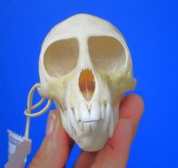 Vervet Monkey Skull (Female, 4x2.25) CITES P-000044854 - $119.99