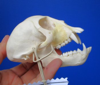 Vervet Monkey Skull (Female, 4x2.25) CITES P-000044854 - $119.99