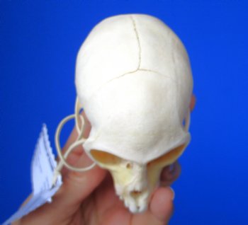 Vervet Monkey Skull (Female, 4x2.25) CITES P-000044854 - $119.99