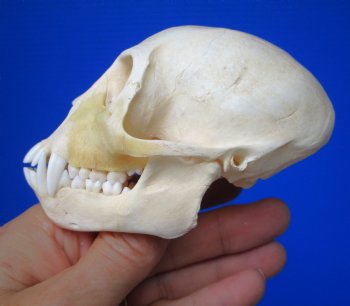 Vervet Monkey Skull (Female, 4x2.25) CITES P-000044854 - $119.99