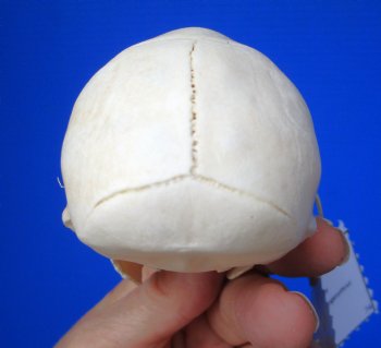 Vervet Monkey Skull (Female, 4x2.25) CITES P-000044854 - $119.99